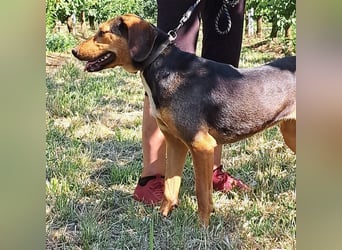 Hanni-griech. Bracken-Mischling- sucht ein Zuhause