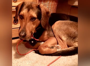 Hanni-griech. Bracken-Mischling- sucht ein Zuhause