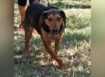 Hanni-griech. Bracken-Mischling- sucht ein Zuhause