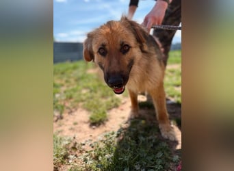 Ted, toller Rüde sucht seine Menschen