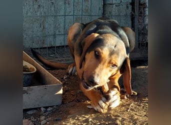 Hanni-griech. Bracken-Mischling- sucht ein Zuhause
