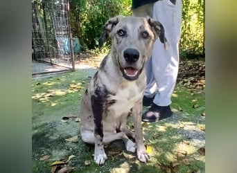 Valia: sucht ein Zuhause / eine Pflegestelle