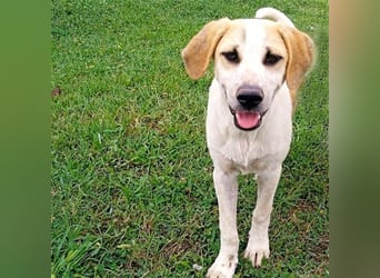 Fred - griech. Schäferhund-Mischling