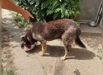 Resi 2 sucht dringend Gnadenplatz