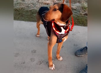 Hanni-griech. Bracken-Mischling- sucht ein Zuhause