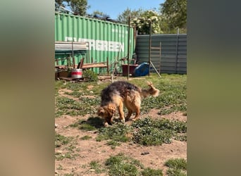 Ted, toller Rüde sucht seine Menschen