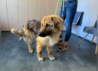 Ted, toller Rüde sucht seine Menschen
