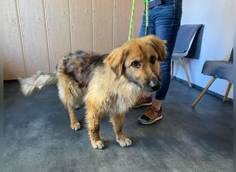 Ted, toller Rüde sucht seine Menschen