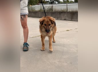 Ted, toller Rüde sucht seine Menschen