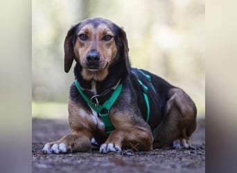 Hanni-griech. Bracken-Mischling- sucht ein Zuhause