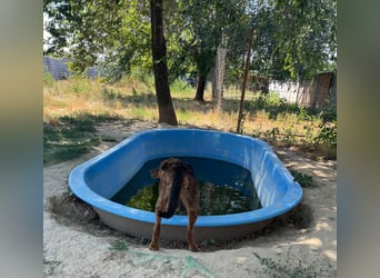 Bonni, zauberhafte Lady sucht Traumzuhause