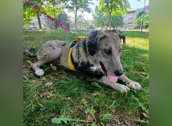 Valia: sucht ein Zuhause / eine Pflegestelle