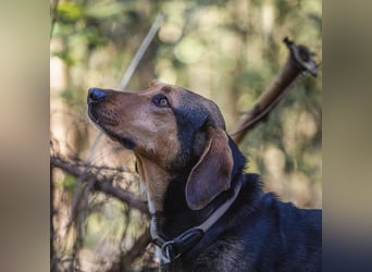 Hanni-griech. Bracken-Mischling- sucht ein Zuhause