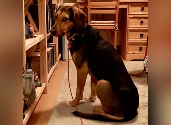 Hanni-griech. Bracken-Mischling- sucht ein Zuhause