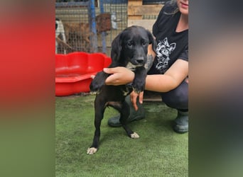 Dana - kleines Hundekind sucht Menschen fürs Leben