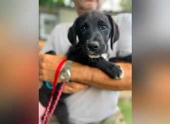 Dana - kleines Hundekind sucht Menschen fürs Leben