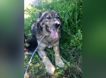 Reks - wartet seit 4 Jahren