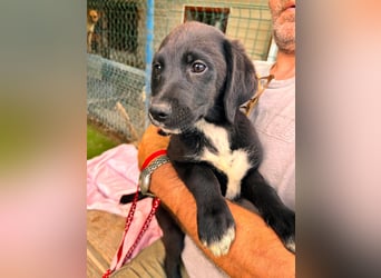 Dana - kleines Hundekind sucht Menschen fürs Leben