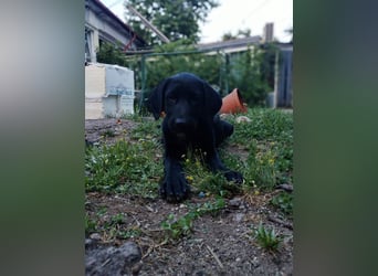 Herra sucht ein Zuhause