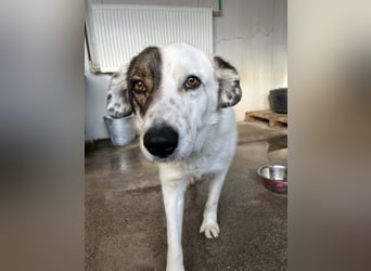 Gruber - großer Kuschelbär sucht seine Chance
