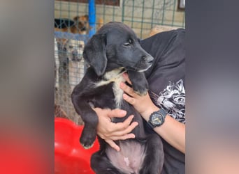 Dana - kleines Hundekind sucht Menschen fürs Leben