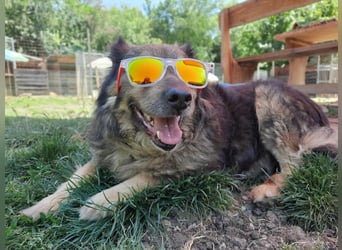 Reks - wartet seit 4 Jahren