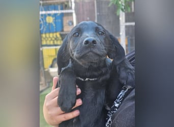 Dorelia - kleine Herzenshündin sucht ihren Platz
