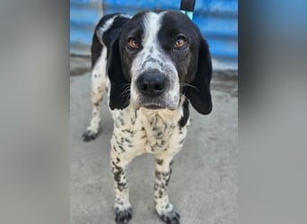 Samara - fast verhungert sucht endlich ihre Menschen