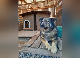 Reks - wartet seit 4 Jahren