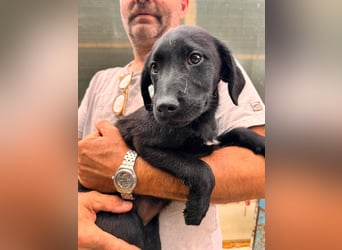 Dorelia - kleine Herzenshündin sucht ihren Platz