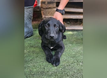 Dorelia - kleine Herzenshündin sucht ihren Platz