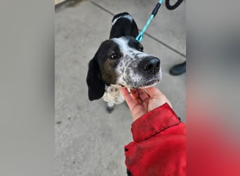 Samara - fast verhungert sucht endlich ihre Menschen