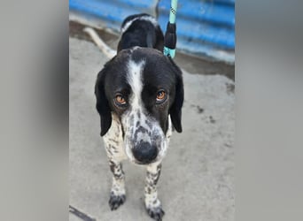 Samara - fast verhungert sucht endlich ihre Menschen