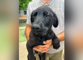 Doogie - kleiner Herzensbrecher sucht Familie