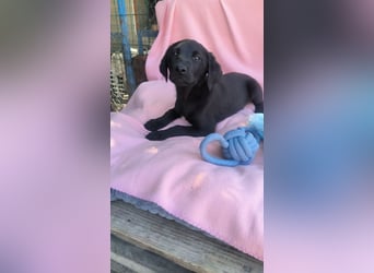 Dorelia - kleine Herzenshündin sucht ihren Platz