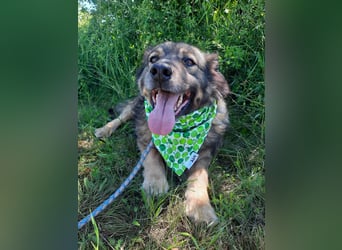 Reks - wartet seit 4 Jahren