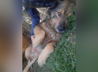 Reks - wartet seit 4 Jahren