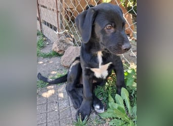 Herra sucht ein Zuhause