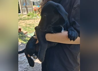 Herra sucht ein Zuhause