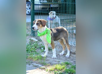 Astro sucht ein Zuhause