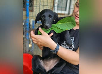 Dorelia - kleine Herzenshündin sucht ihren Platz