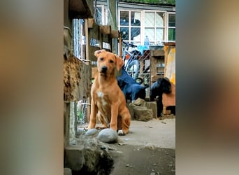 Zeus sucht ein Zuhause