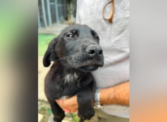 Doogie - kleiner Herzensbrecher sucht Familie
