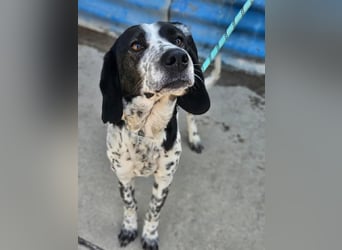 Samara - fast verhungert sucht endlich ihre Menschen