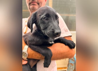 Dorelia - kleine Herzenshündin sucht ihren Platz