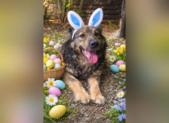 Reks - wartet seit 4 Jahren