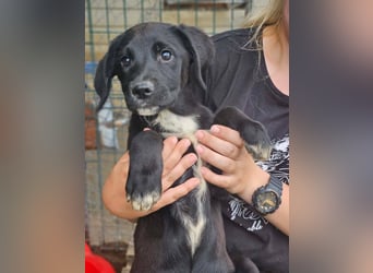 Dana - kleines Hundekind sucht Menschen fürs Leben