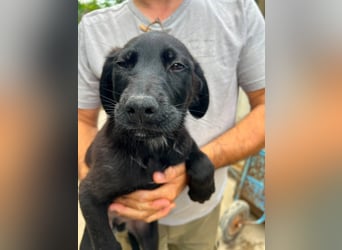 Doogie - kleiner Herzensbrecher sucht Familie