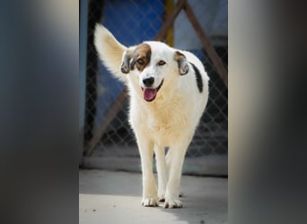 Gruber - großer Kuschelbär sucht seine Chance