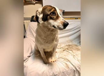 Gruber - großer Kuschelbär sucht seine Chance
